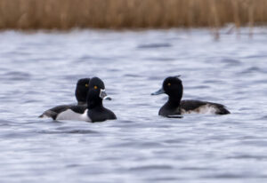 Halsbåndstroldand. Nymindegab november 2023