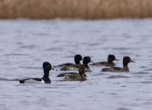 Halsbåndstroldand. Nymindegab november 2023