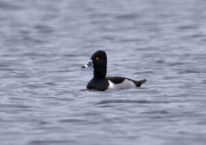 Halsbåndstroldand. Nymindegab november 2023