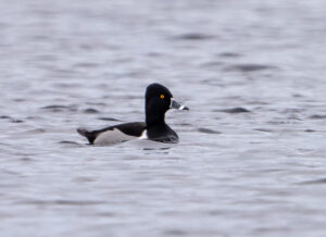 Halsbåndstroldand. Nymindegab november 2023