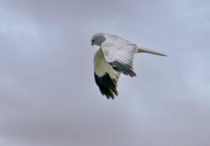 Blå Kærhøg - Værnengene november 2023