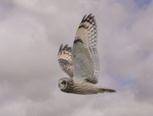 Mosehornugle - Værnengene november 2023