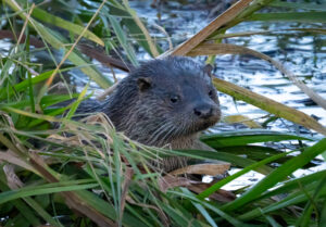 Odderunge - Skjern Enge november 2023
