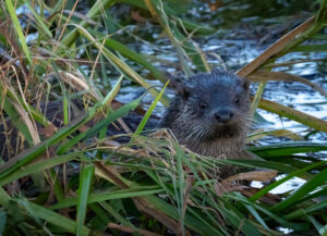 Odderunge - Skjern Enge november 2023