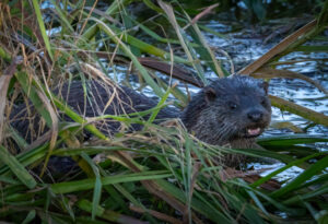 Odderunge - Skjern Enge november 2023