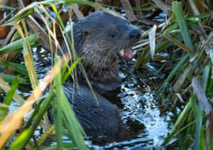 Odderunge - Skjern Enge november 2023