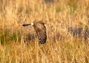 Blå Kærhøg - Skjern Enge november 2023