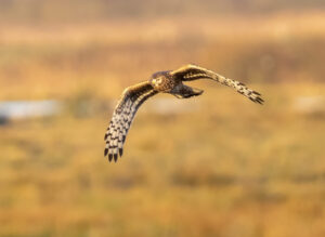 Blå Kærhøg - Skjern Enge november 2023