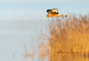 Blå Kærhøg - Skjern Enge november 2023