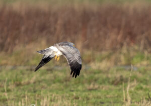 Blå Kærhøg - Skjern Enge november 2023