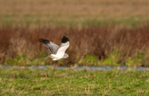 Blå Kærhøg - Skjern Enge november 2023