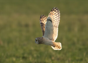 Mosehornugle - Værnengene november 2023