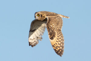 Mosehornugle - Værnengene november 2023