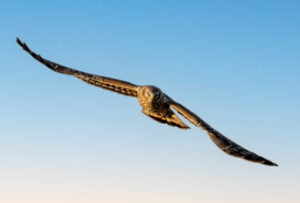 Blå Kærhøg - Værnengene november 2023