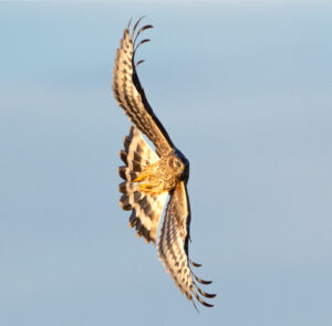 Blå Kærhøg - Værnengene november 2023