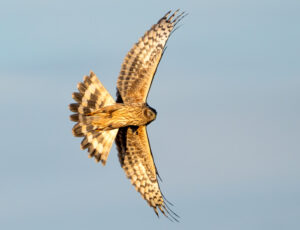 Blå Kærhøg - Værnengene november 2023