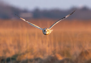 Mosehornugle - Værnengene november 2023