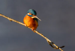 Isfugl - Gødstrup Sø januar 2024