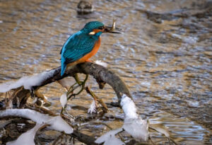 Isfugl - Gødstrup Sø januar 2024