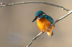 Isfugl - Gødstrup Sø januar 2024