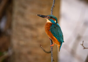 Isfugl - Gødstrup Sø januar 2024