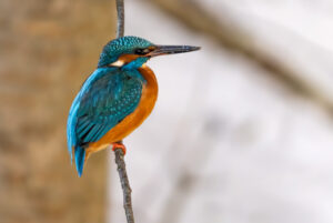 Isfugl - Gødstrup Sø januar 2024