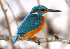 Isfugl - Gødstrup Sø januar 2024