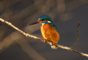 Isfugl - Gødstrup Sø januar 2024