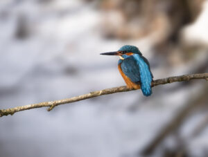 Isfugl - Gødstrup Sø januar 2024