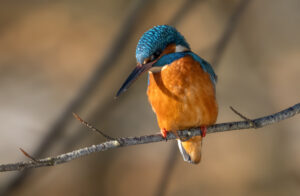 Isfugl - Gødstrup Sø januar 2024