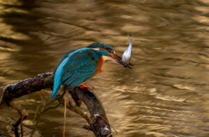 Isfugl - Gødstrup Sø januar 2024