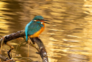 Isfugl - Gødstrup Sø januar 2024