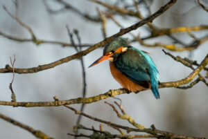 Isfugl - Gødstrup Sø januar 2024