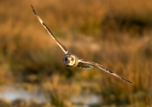 Mosehornugle - Værnengene februar 2024