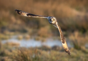 Mosehornugle - VÊrnengene februar 2024