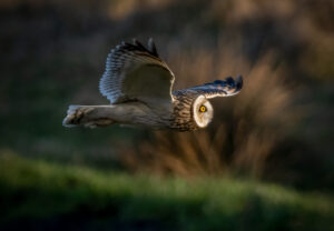Mosehornugle - Værnengene februar 2024