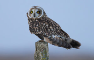 Mosehornugle - Værnengene februar 2024