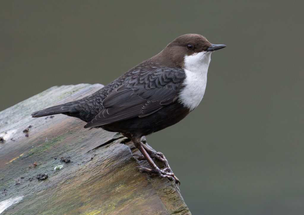 Vandstær - Flynder Å februar 2024
