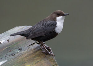 Vandstær - Flynder Å februar 2024