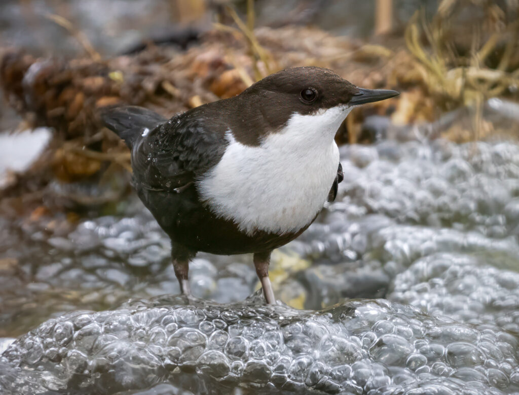 Vandstær - Flynder Å februar 2024