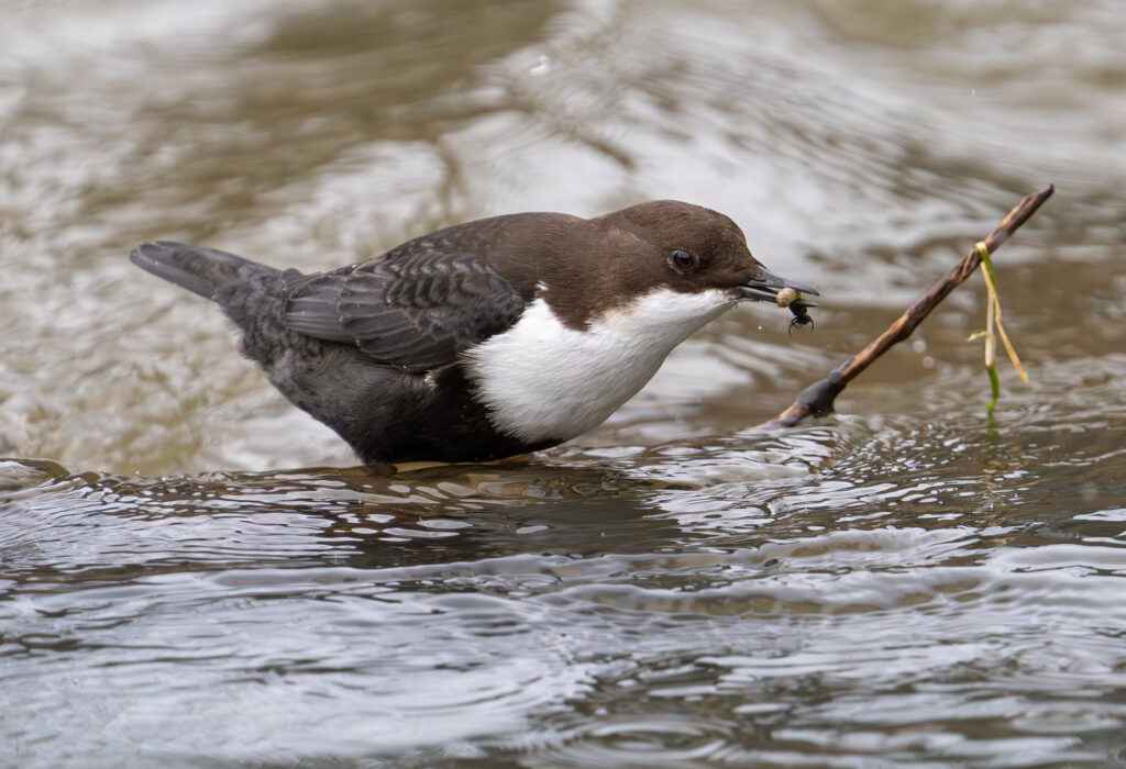 Vandstær - Flynder Å februar 2024