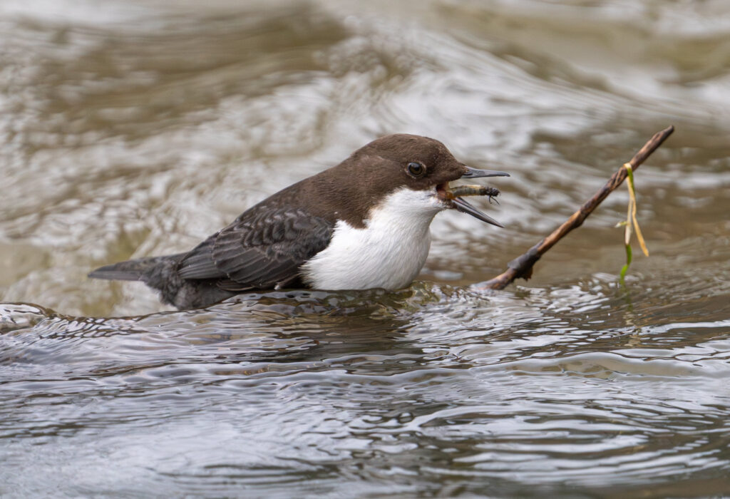 Vandstær - Flynder Å februar 2024