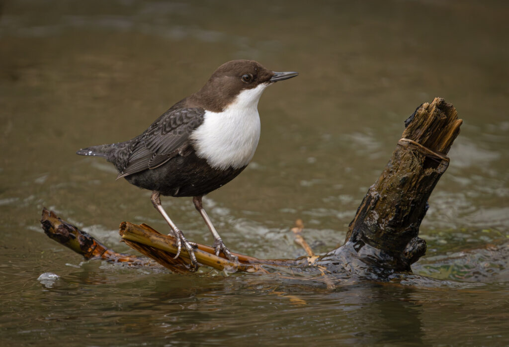 Vandstær - Flynder Å februar 2024