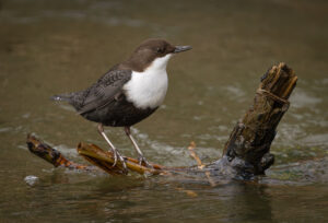 Vandstær - Flynder Å februar 2024