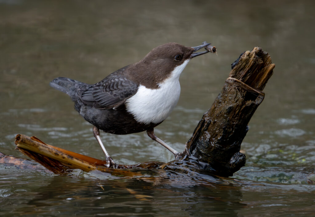 Vandstær - Flynder Å februar 2024
