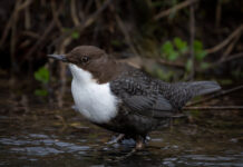 Vandstær - Flynder Å februar 2024