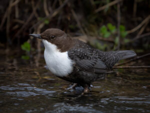 Vandstær - Flynder Å februar 2024