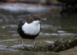 Vandstær - Flynder Å februar 2024