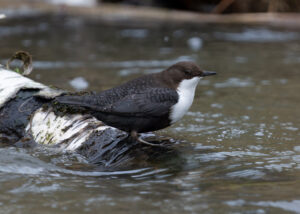 Vandstær - Flynder Å februar 2024