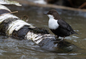 Vandstær - Flynder Å februar 2024